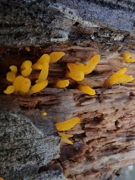 Attēlu rezultāti vaicājumam “Calocera pallidospathulata”