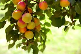 Attēlu rezultāti vaicājumam “Prunus armeniaca”