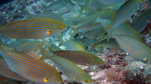 Image result for Sarpa salpa