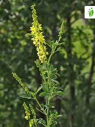 Attēlu rezultāti vaicājumam “Melilotus”