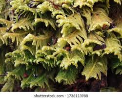 Attēlu rezultāti vaicājumam “Ptilium crista-castrensis sporophyte”