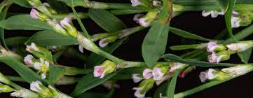 Attēlu rezultāti vaicājumam “Polygonum aviculare leaf”