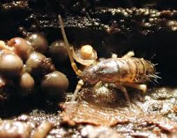 Attēlu rezultāti vaicājumam “Diderma floriforme macro”