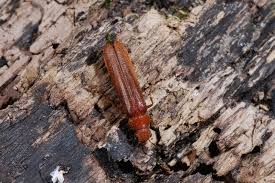 Attēlu rezultāti vaicājumam “Hylecoetus dermestoides”