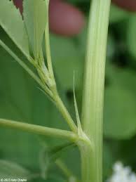 Attēlu rezultāti vaicājumam “Melilotus albus leaf”