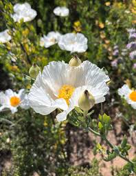 Image result for Romneya coulteri
