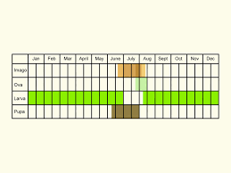 Attēlu rezultāti vaicājumam “Coscinia cribraria imago”