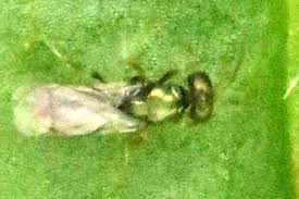 Attēlu rezultāti vaicājumam “Lasioptera rubi”