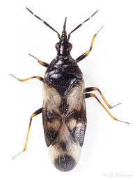 Attēlu rezultāti vaicājumam “Anthocoris nemorum”