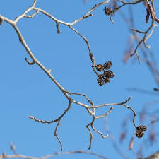 Attēlu rezultāti vaicājumam “Alnus incana bud”