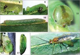 Attēlu rezultāti vaicājumam “Nematus salicis larva”