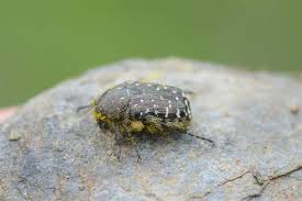 Attēlu rezultāti vaicājumam “Oxythyrea funesta”