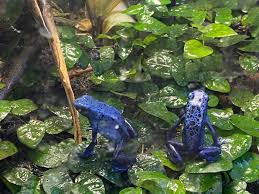 Image result for blauer baumsteiger