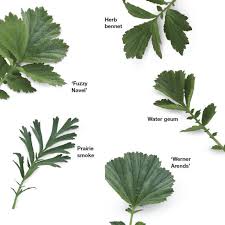 Attēlu rezultāti vaicājumam “Geum”