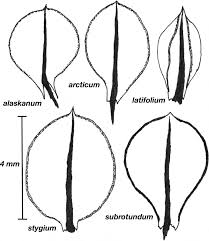 Attēlu rezultāti vaicājumam “Cinclidium stygium”