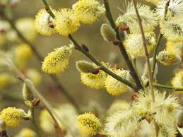 Attēlu rezultāti vaicājumam “Salix myrsinifolia male flower”