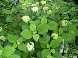 Attēlu rezultāti vaicājumam “Hydrangea arborescens subsp. discolor”