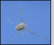 Attēlu rezultāti vaicājumam “Phalangium opilio”