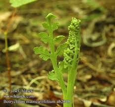Attēlu rezultāti vaicājumam “Botrychium matricariifolium”