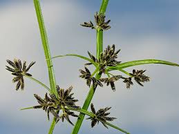 Attēlu rezultāti vaicājumam “Cyperus fuscus”