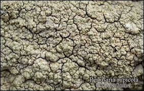 Attēlu rezultāti vaicājumam “Pertusaria flavida”