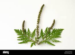 Attēlu rezultāti vaicājumam “Ambrosia artemisiifolia bud”