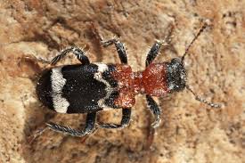 Attēlu rezultāti vaicājumam “Thanasimus formicarius”