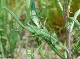 Attēlu rezultāti vaicājumam “Crepis tectorum fruit”