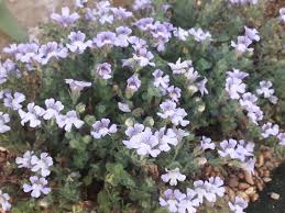 Attēlu rezultāti vaicājumam “Linaria loeselii leaf”