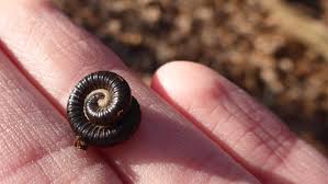 Attēlu rezultāti vaicājumam “Myriapoda”