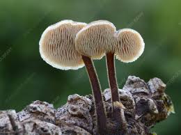 Attēlu rezultāti vaicājumam “Physarum auriscalpium”