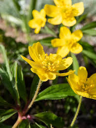 Attēlu rezultāti vaicājumam “Anemone ranunculoides bud”