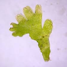 Attēlu rezultāti vaicājumam “Riccardia palmata”