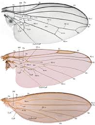 Attēlu rezultāti vaicājumam “Platypezidae”