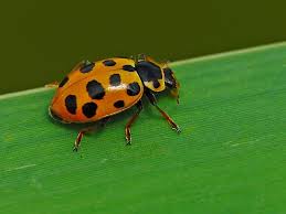 Attēlu rezultāti vaicājumam “Hippodamia tredecimpunctata”