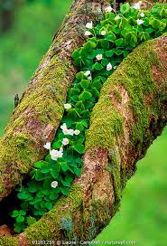 Attēlu rezultāti vaicājumam “Oxalis acetosella”