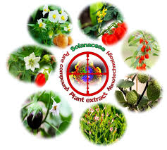 Attēlu rezultāti vaicājumam “Solanaceae”