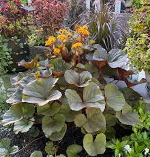 Attēlu rezultāti vaicājumam “Ligularia sibirica leaf”