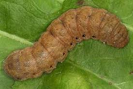 Attēlu rezultāti vaicājumam “Noctua fimbriata imago”