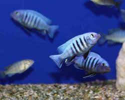 Risultati immagini per cynotilapia pulpican