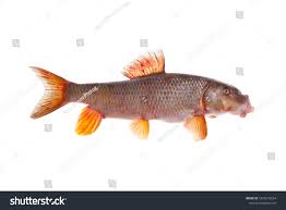 Image result for Moxostoma erythrurum