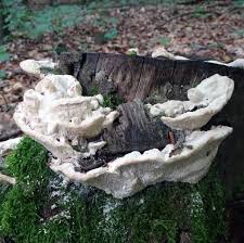 Attēlu rezultāti vaicājumam “Postia ptychogaster”