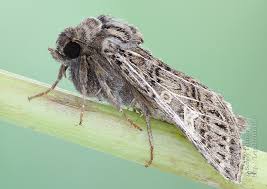 Attēlu rezultāti vaicājumam “Tholera decimalis male”