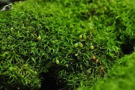 Attēlu rezultāti vaicājumam “Dicranella schreberiana sporophyte”