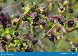 Attēlu rezultāti vaicājumam “Silene baccifera leaf”