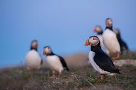 Image result for Fratercula arctica