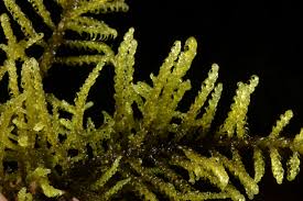 Attēlu rezultāti vaicājumam “Palustriella decipiens”