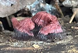 Attēlu rezultāti vaicājumam “Stemonitis herbatica young”