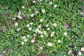 Image result for Bellis perennis