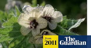 Attēlu rezultāti vaicājumam “Hyoscyamus niger flower”